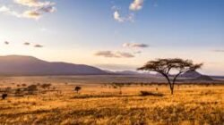 Wisata Alam dan Budaya di Kenya: Panduan Lengkap 2025