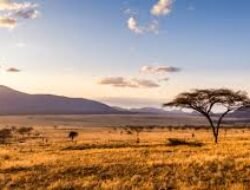 Wisata Alam dan Budaya di Kenya: Panduan Lengkap 2025